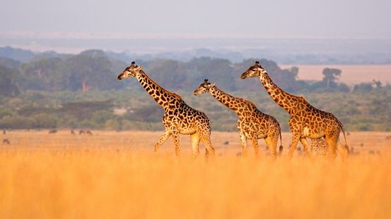 Girafes en Afrique, à voir lors de votre TDM avec CFC